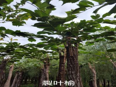 裂葉榆基地直銷，2017年價格參考