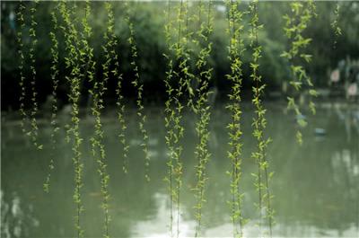 垂柳應(yīng)該要怎么進(jìn)行修剪？ 需要注意哪里事項(xiàng)？