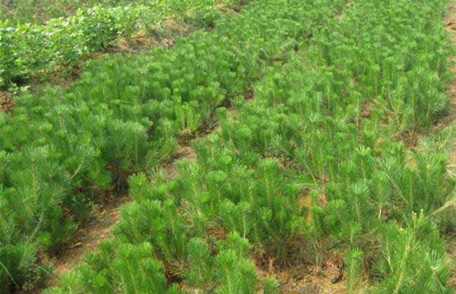 油松的種植技術(shù)