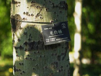 什么叫毛白楊？毛白楊有哪些特點(diǎn)？