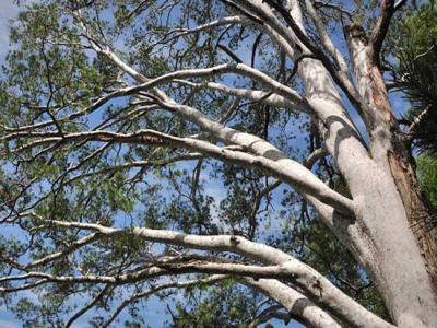 白皮松產(chǎn)地在哪里？