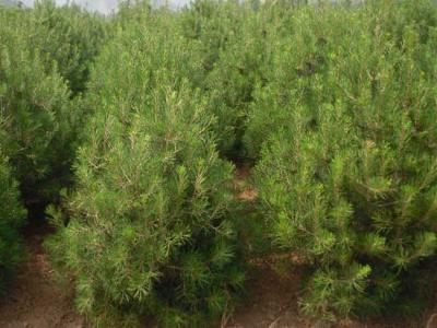 白皮松有什么用途？