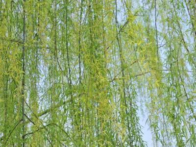 柳樹都有哪些品種？