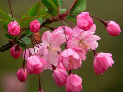 海棠四品指的是哪些品種？