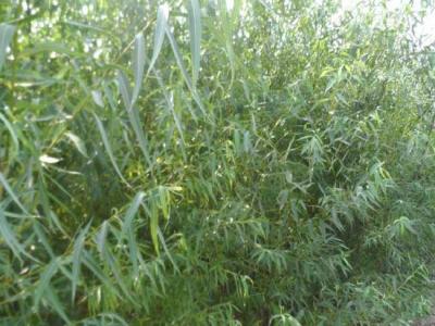 垂柳的市場(chǎng)價(jià)格是多少？