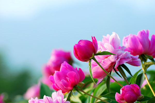 芍藥的花語是什么 芍藥的花語是什么