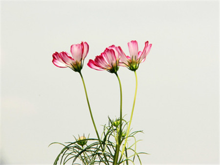 格?；破諘r(shí)間：波斯菊可以是！