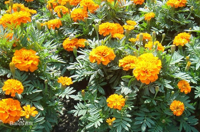 爽朗活潑的孔雀草，居然被向日葵搶去了本名！