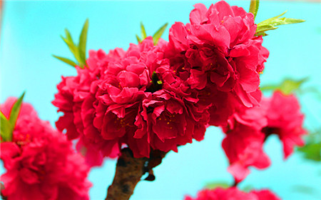 紅碧桃圖 紅碧桃圖