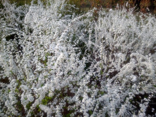 珍珠繡線菊?qǐng)D片