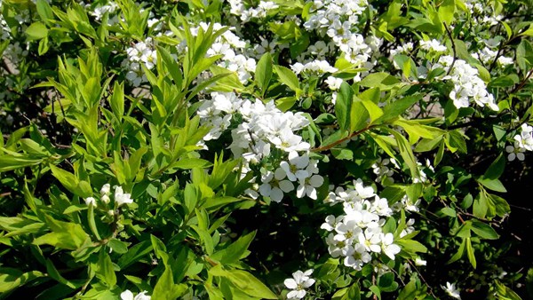 珍珠繡線菊?qǐng)D片