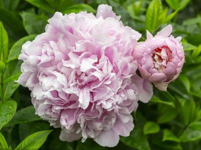 芍藥的功效與作用?