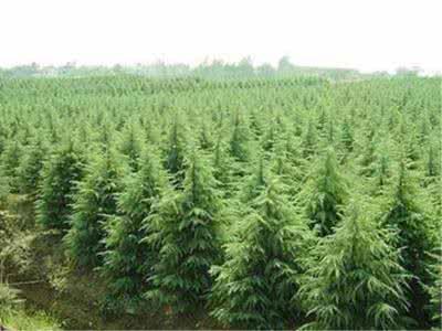 苗木行業(yè)還有“金礦”，轉(zhuǎn)對思路就能挖到