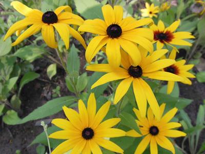  黑心菊怎么種，如何進行修剪？