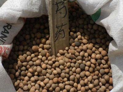 芍藥種子怎么種植?