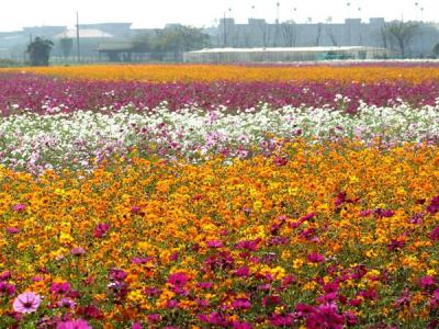 波斯菊的花語是什么？