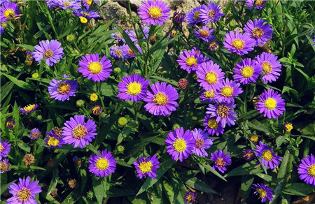 荷蘭菊的養(yǎng)殖注意事項 荷蘭菊的養(yǎng)殖注意事項