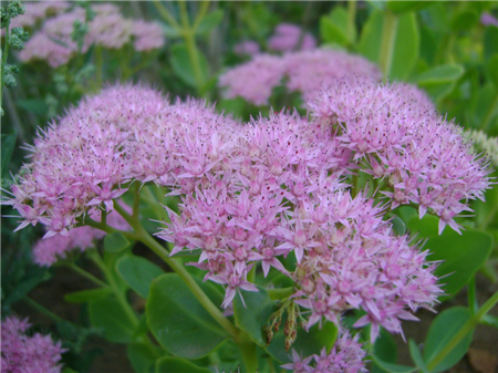 花型區(qū)分 花型區(qū)分