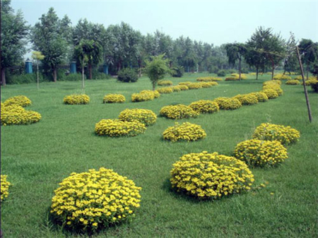 花色區(qū)分 花色區(qū)分