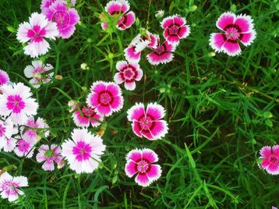 常夏石竹怎么養(yǎng)？