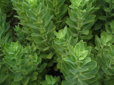 八寶景天有毒嗎？