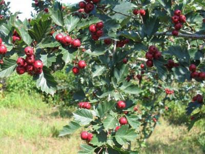 【山楂樹(shù)】山楂樹(shù)苗批發(fā)_價(jià)格_圖片_種植方法