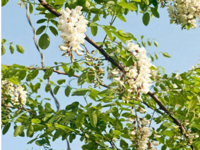 種刺槐種子需要注意哪些問(wèn)題