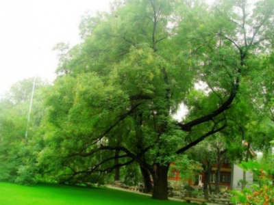 種植國槐的整體利用價值有哪些？
