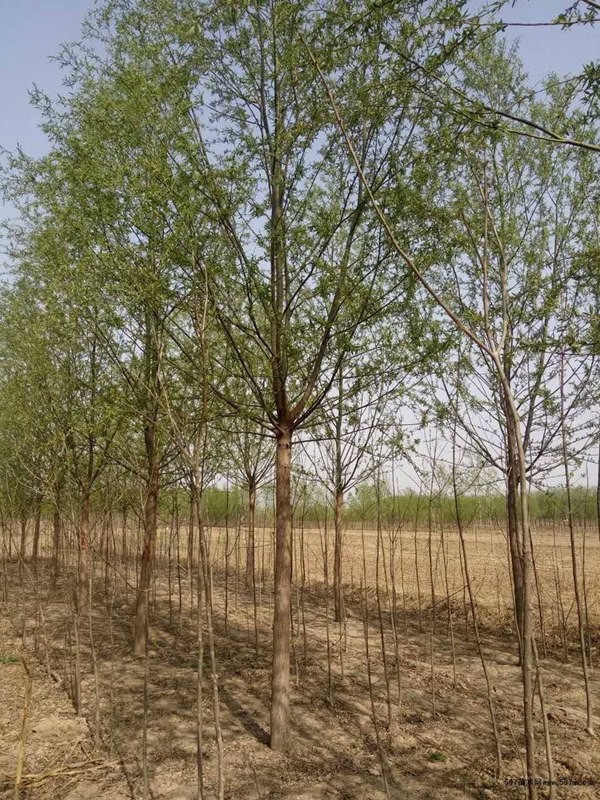 旱柳的園林用途有哪些 旱柳的園林用途有哪些