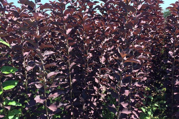 觀賞價值的紫葉李，應(yīng)該如何養(yǎng)護