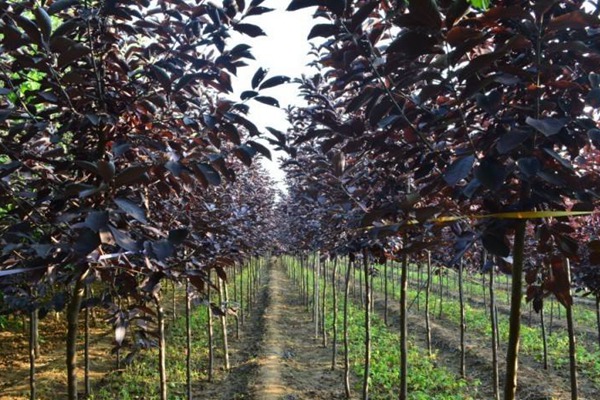 觀賞價值的紫葉李，應(yīng)該如何養(yǎng)護