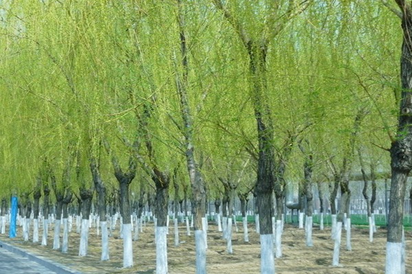 8公分金絲垂柳的市場價(jià)格