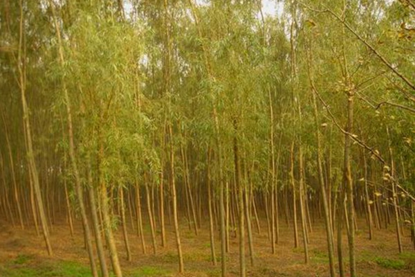 8公分金絲垂柳的市場價(jià)格