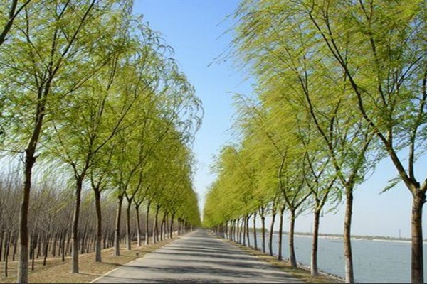 8公分金絲垂柳的市場價(jià)格