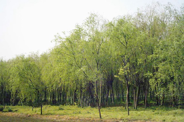 8公分金絲垂柳的市場價(jià)格