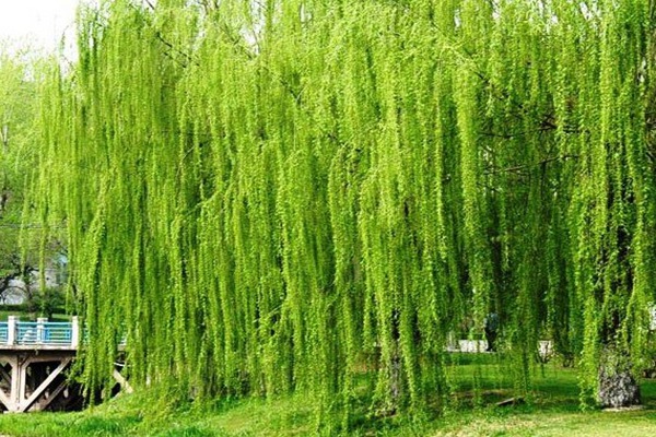 金絲垂柳是嫁接的嗎？