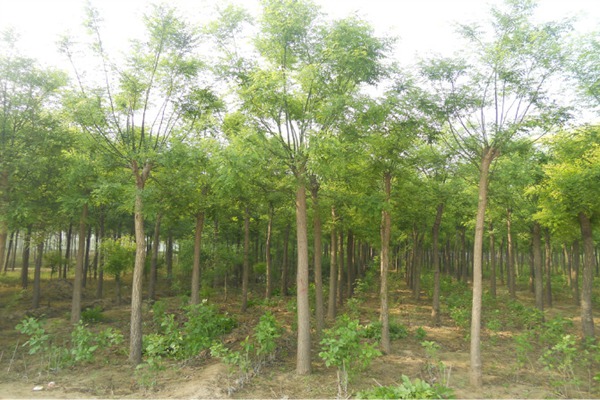 3公分國槐樹苗最新報(bào)價(jià)