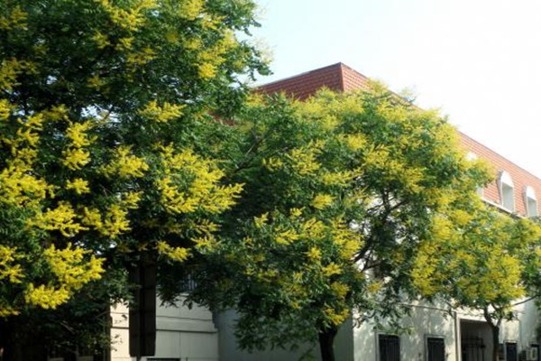 欒樹什么時(shí)候開花，花期多久