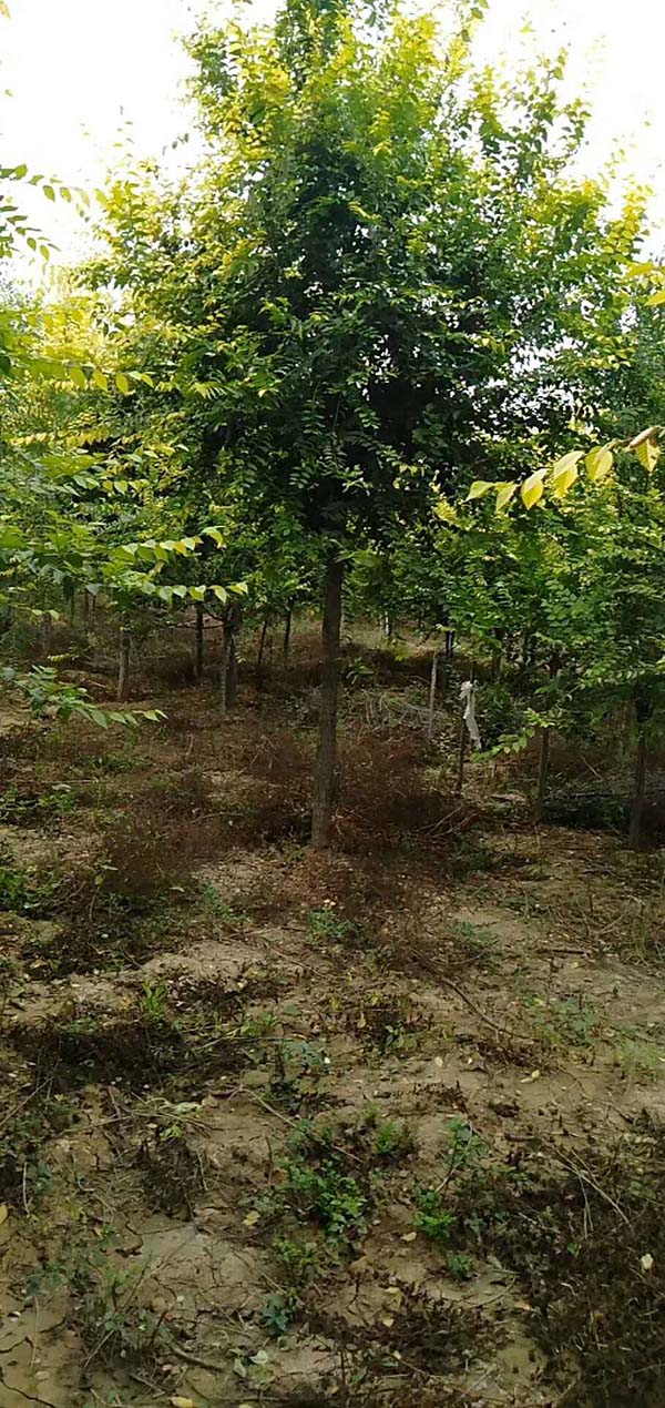 4公分金葉榆 4公分金葉榆