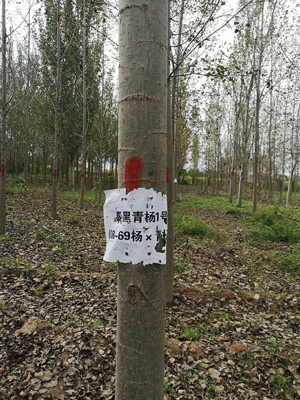 楊樹圖片實(shí)拍