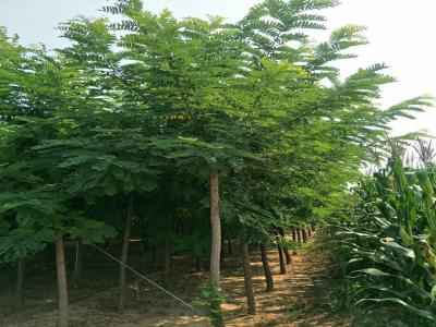 刺槐樹和洋槐樹有什么區(qū)別？是一種樹嗎？