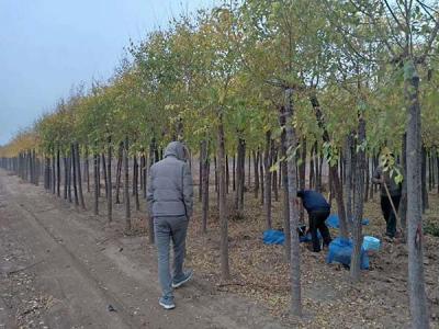 4公分高接矮接金葉榆價(jià)格是多少？