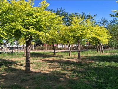 為什么金葉榆樹苗價(jià)格暴跌？