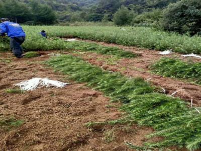 落葉松怎么采集種子，需要注意什么？