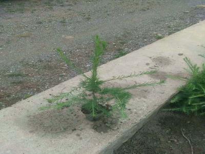 落葉松怎么進(jìn)行苗床播種的，看完就懂了！