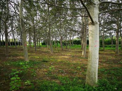 楊樹繁殖方式有哪些？咱們種樹的必須知道的楊樹繁殖方式哦！