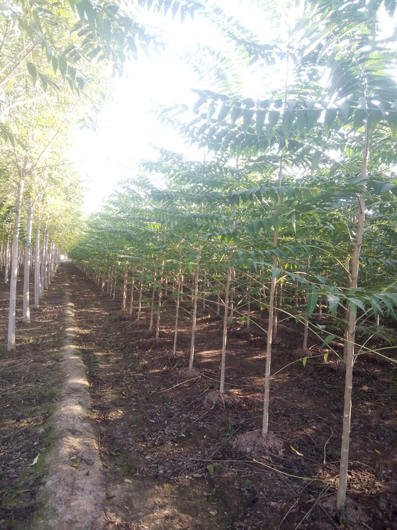 千頭椿產(chǎn)地以及最新行情趨勢(shì)