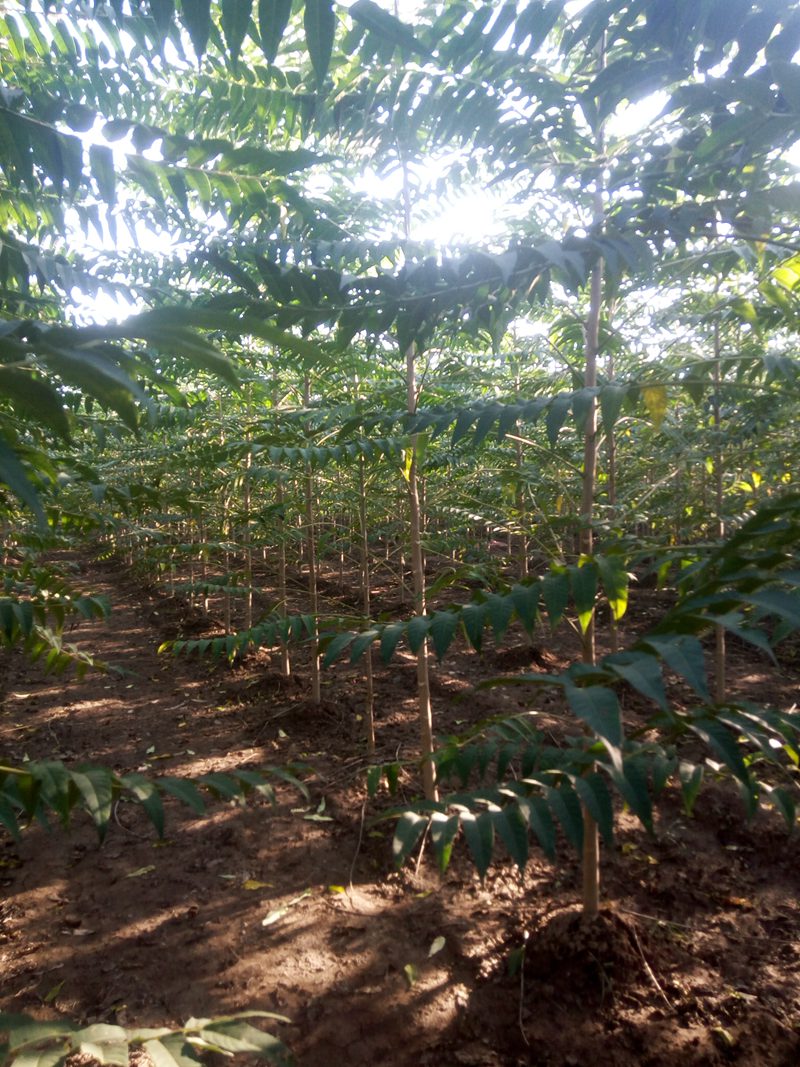 千頭椿產(chǎn)地以及最新行情趨勢(shì)