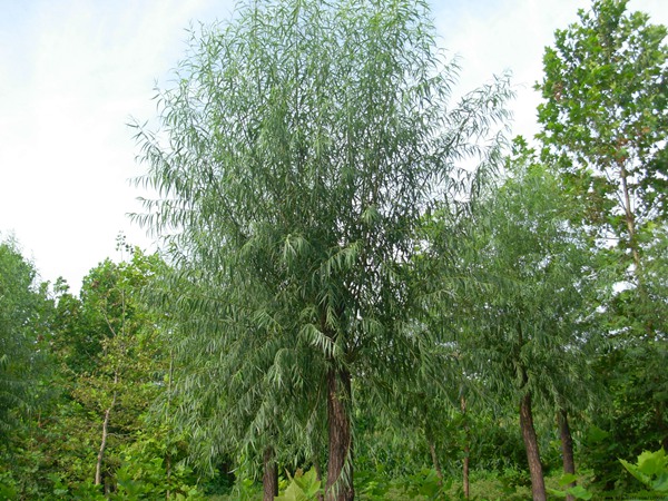 國內(nèi)10公分饅頭柳最新價(jià)格