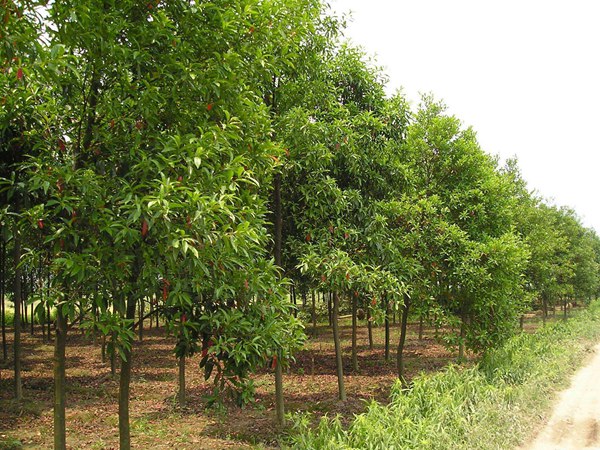 絲棉木最新價(jià)格表，多少錢一棵